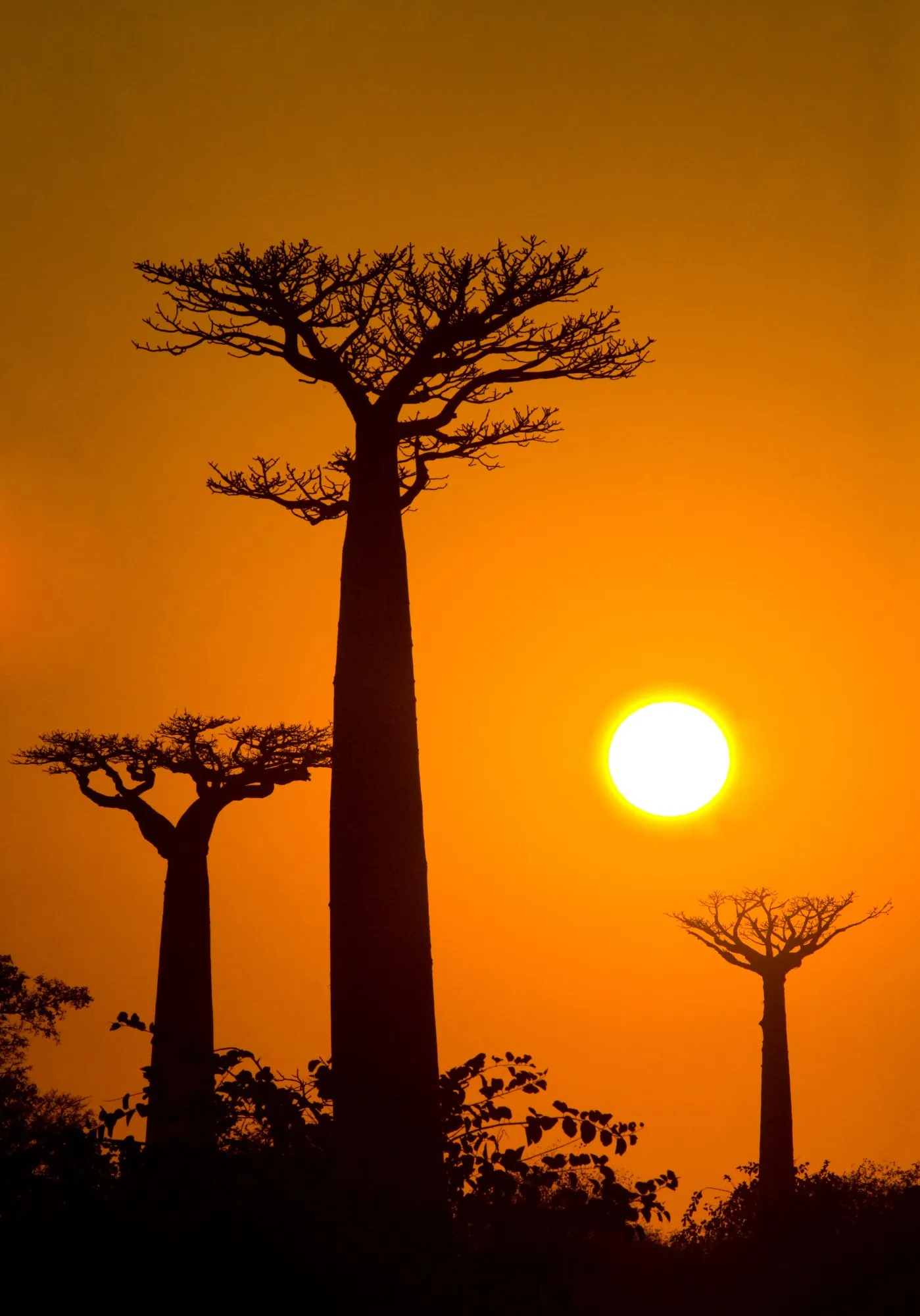 Baobabs im Gegenlicht bei Sonnenuntergang nahe Morondava