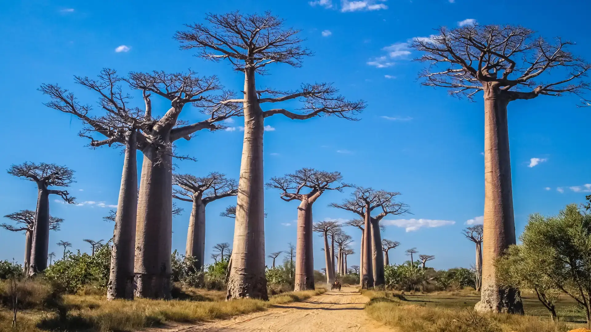 Avenue of the Baobabs, Morondava, Madagascar