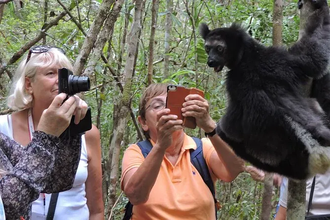 Travellers photographing an indri lemur in Andasibe