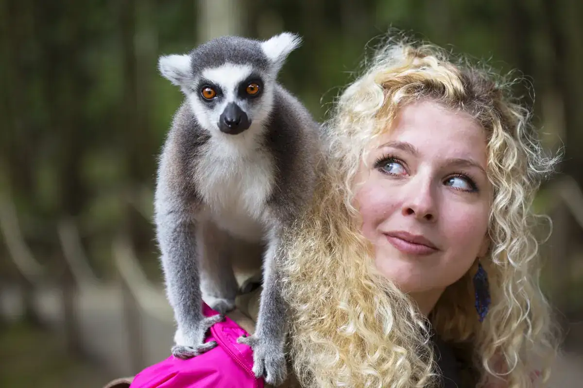 Ring-tailed lemur on a traveller's shoulder