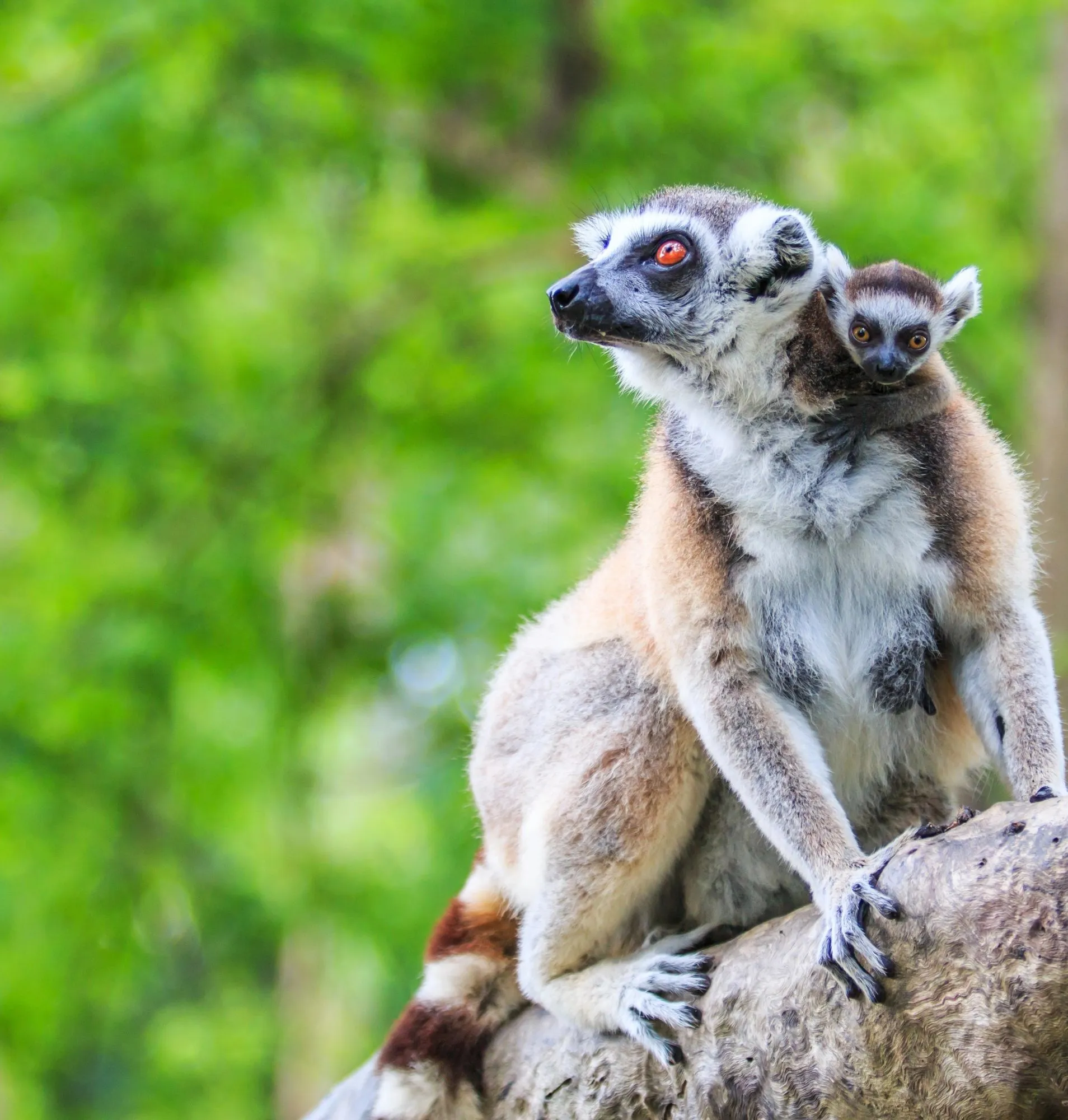 Ring-tailed lemur carrying its baby, Madagascar