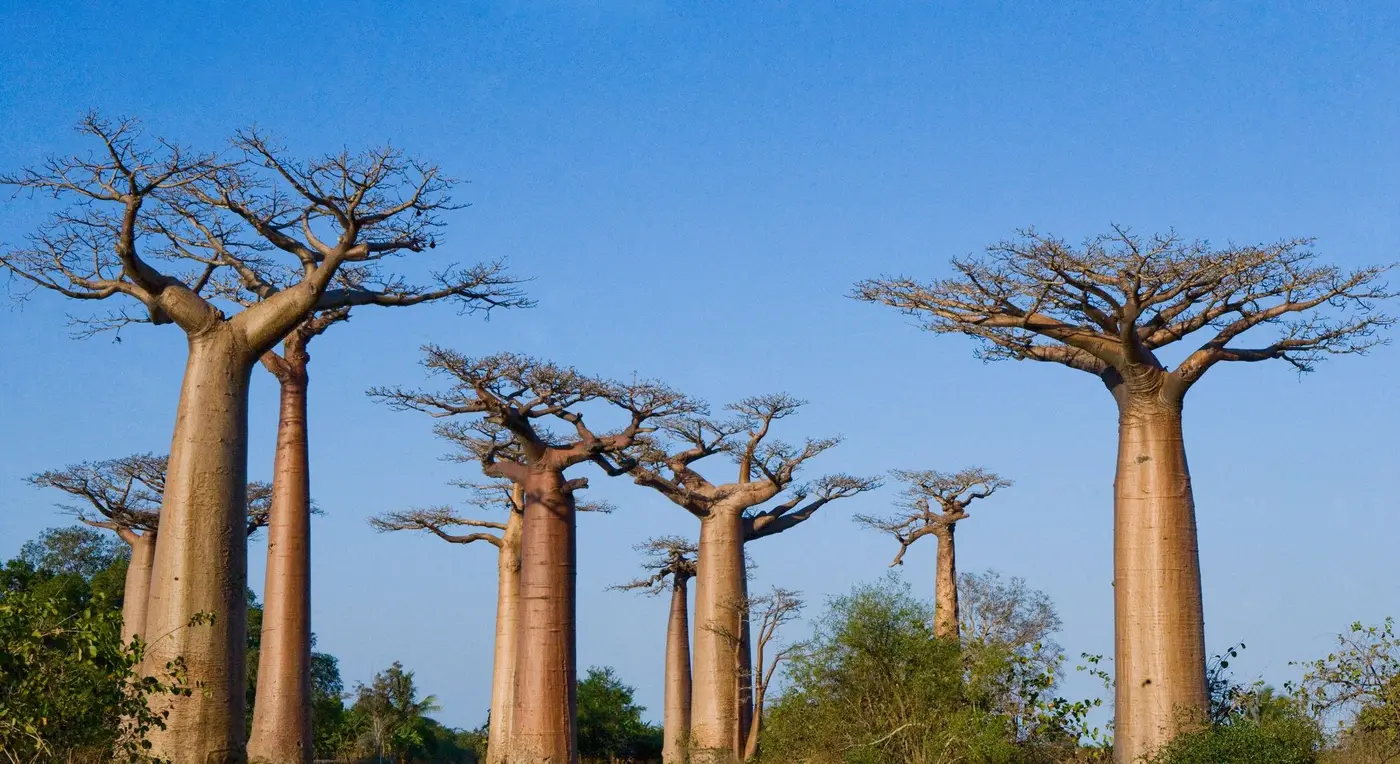 Avenue of the Baobabs near Morondava
