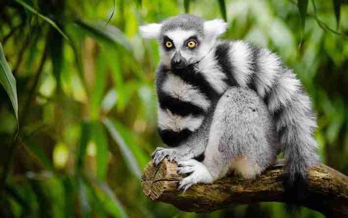 lémurien madagascar, Madagascar tour operator