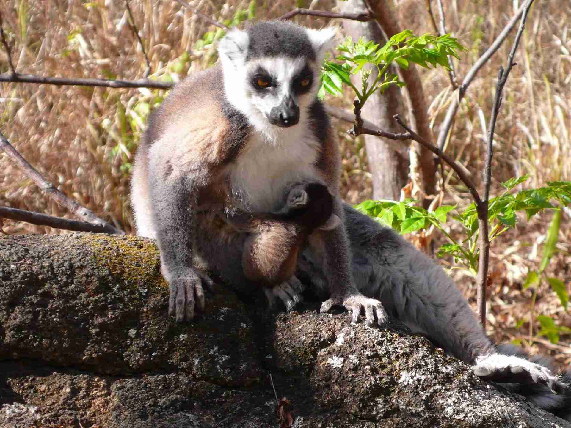lemur of madagascar