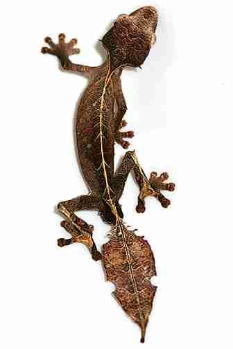 Uroplatus phantasticus
