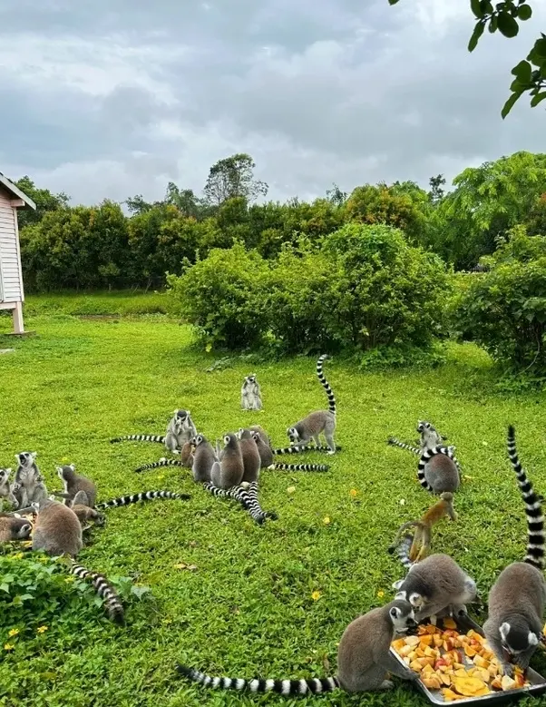 Est-il intéressant de voyager de Madagascar vers la Réunion ou vers Mayotte ?