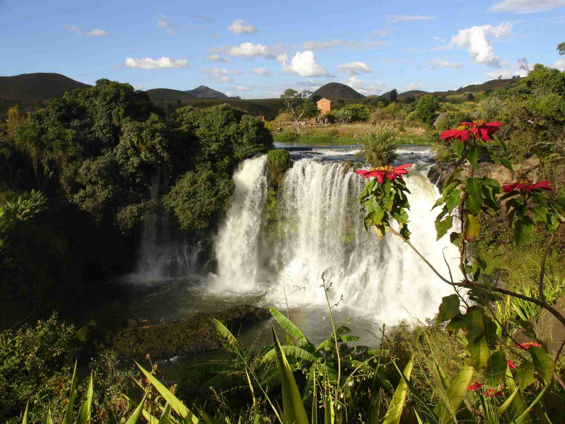 Lily Waterfall