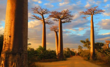 Madagascar escorted tour September 2026, small group tour Madagascar September 2026, guided Madagascar group trip 2026, Madagascar fixed departure September 2026, Madagascar wildlife group tour September 2026, Madagascar adventure tour September 2026, Madagascar 15 day group tour 2026, southern Madagascar group tour September 2026, Madagascar discovery tour September 2026, Madagascar nature group trip September 2026, Madagascar cultural group tour 2026, Madagascar overland group tour September 2026, Madagascar safari group tour 2026, best Madagascar group travel September 2026, Madagascar organized tour September 2026, Madagascar eco group tour September 2026, Madagascar rainforest tour September 2026, Madagascar baobab group tour September 2026, Madagascar Tsingy group tour September 2026, Madagascar Isalo group tour September 2026, Madagascar Group Tour September 2026