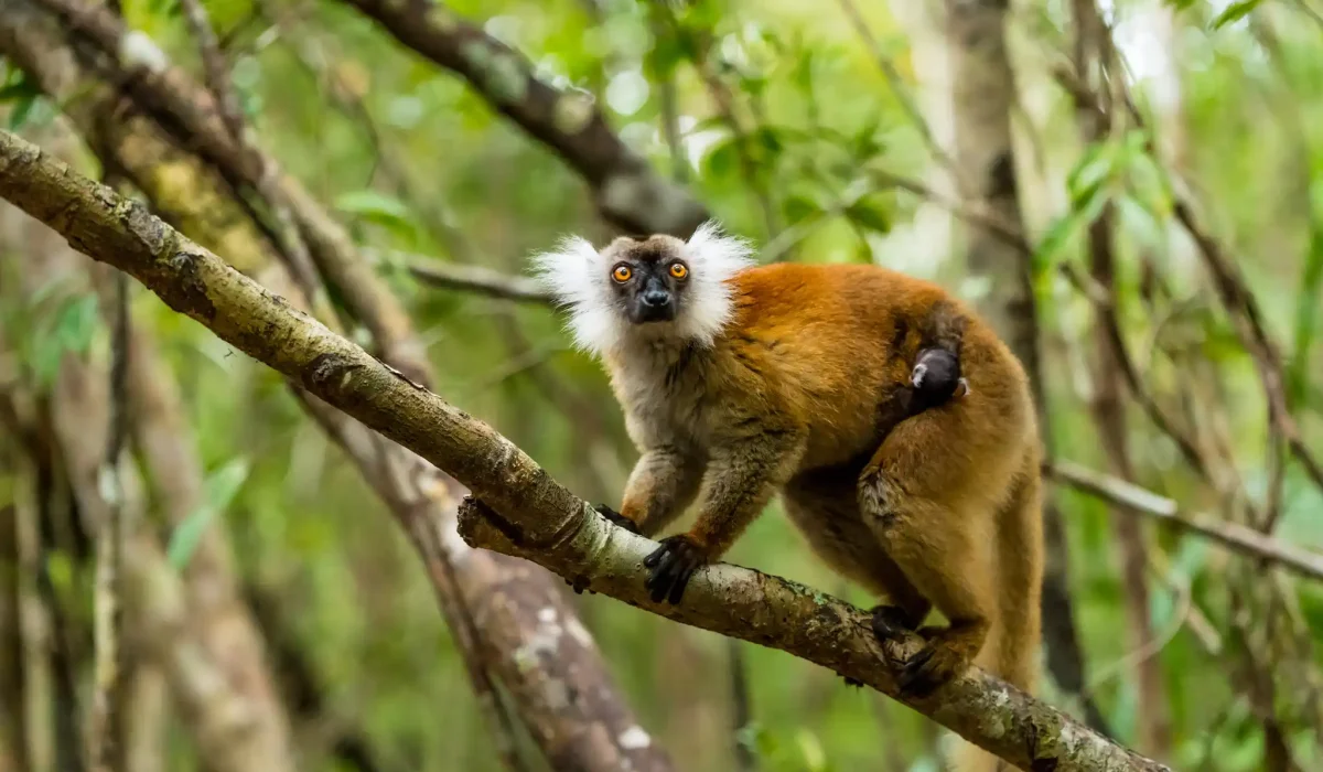 Madagascar escorted tour August 2026, small group tour Madagascar August 2026, guided Madagascar group trip 2026, Madagascar fixed departure August 2026, Madagascar wildlife group tour August 2026, Madagascar adventure tour August 2026, Madagascar 15 day group tour August 2026, southern Madagascar group tour August 2026, Madagascar discovery tour August 2026, Madagascar nature group trip August 2026, Madagascar cultural group tour 2026, Madagascar overland group tour August 2026, Madagascar safari group tour August 2026, best Madagascar group travel August 2026, Madagascar organized tour August 2026, Madagascar eco group tour August 2026, Madagascar rainforest tour August 2026, Madagascar baobab group tour August 2026, Madagascar Tsingy group tour August 2026, Madagascar Isalo group tour August 2026, Madagascar group tour august 2026,