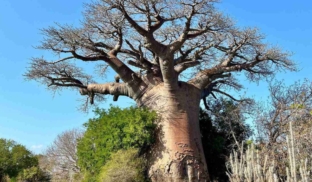 avenue of the baobab tour, Discover the ultimate Tsingy de Bemaraha National Park tour with guided adventures, private tours, travel packages, and unforgettable excursions in Madagascar. Explore breathtaking limestone formations, suspension bridges, and unique wildlife with our expertly designed Tsingy tour Madagascar itineraries.