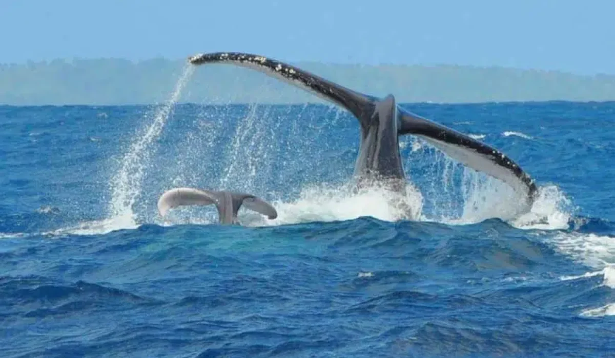 Madagascar whale watching tour, humpback whales Sainte-Marie, Madagascar honeymoon tour, south Madagascar circuit, avistamiento ballenas madagascar sainte-marie
