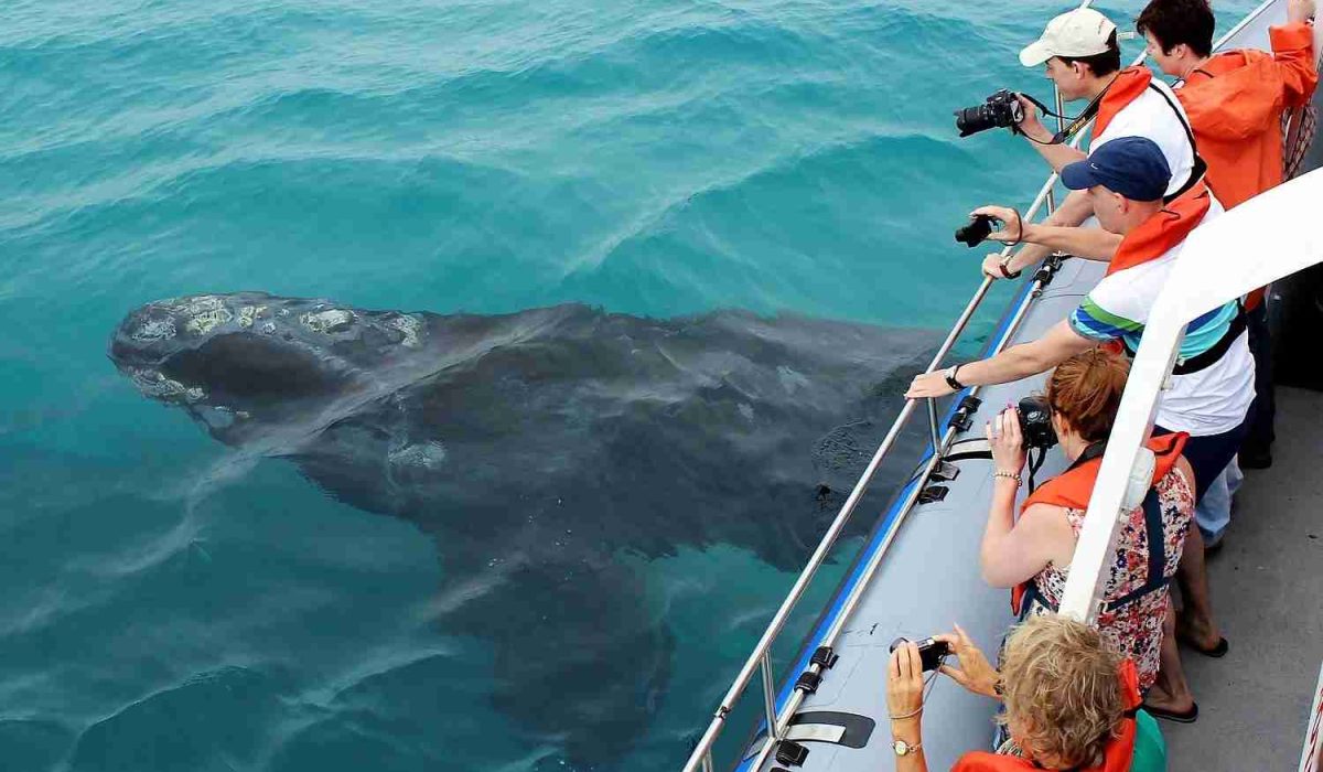 whale watching