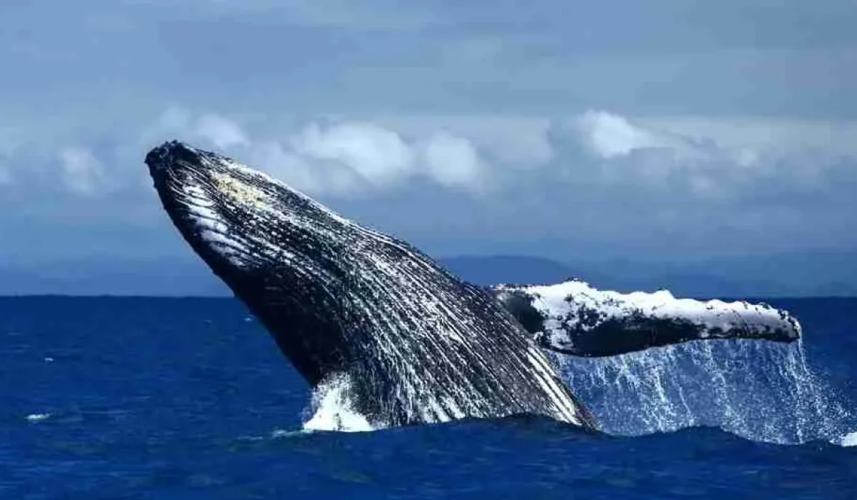 whalewatching2